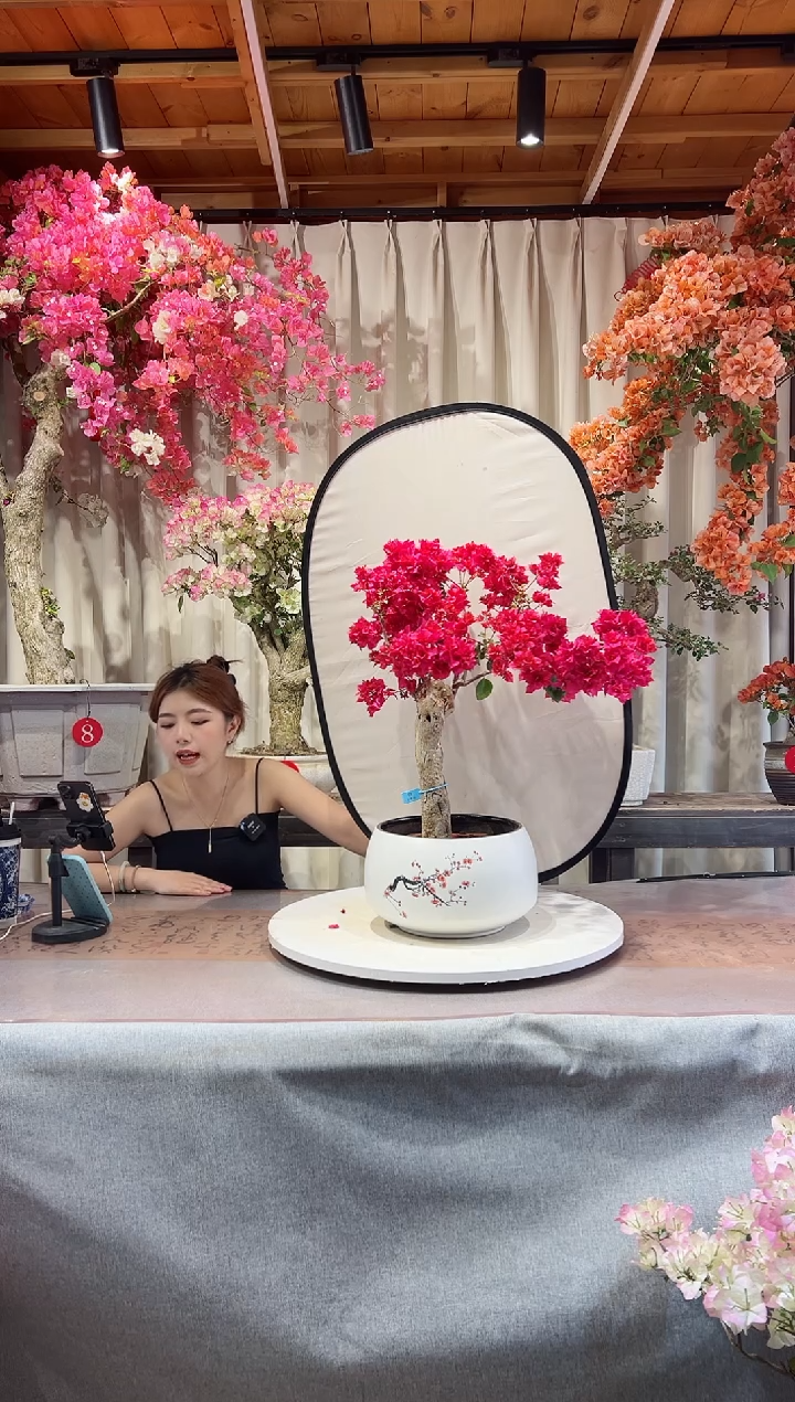 重瓣红三角梅三角梅