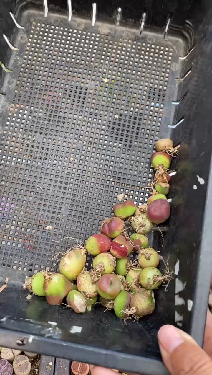 5450直播一物一拍