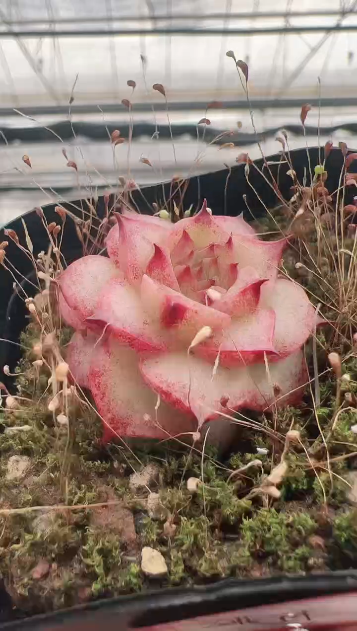 【闪购商品】绯月潭-3