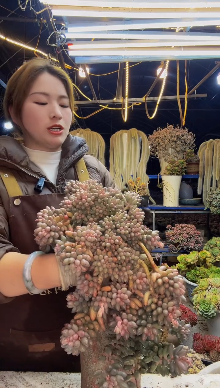 【闪购商品】2566啊实打实多撒阿萨