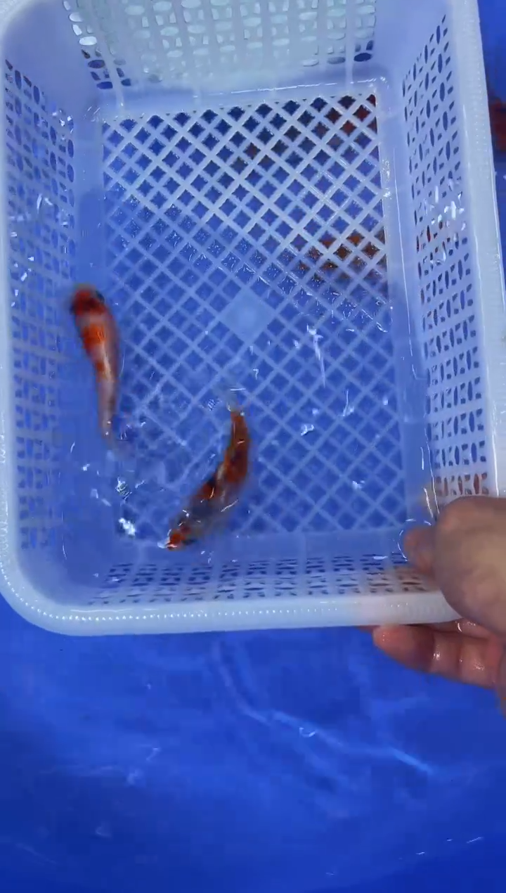 锦鲤活体二号链接