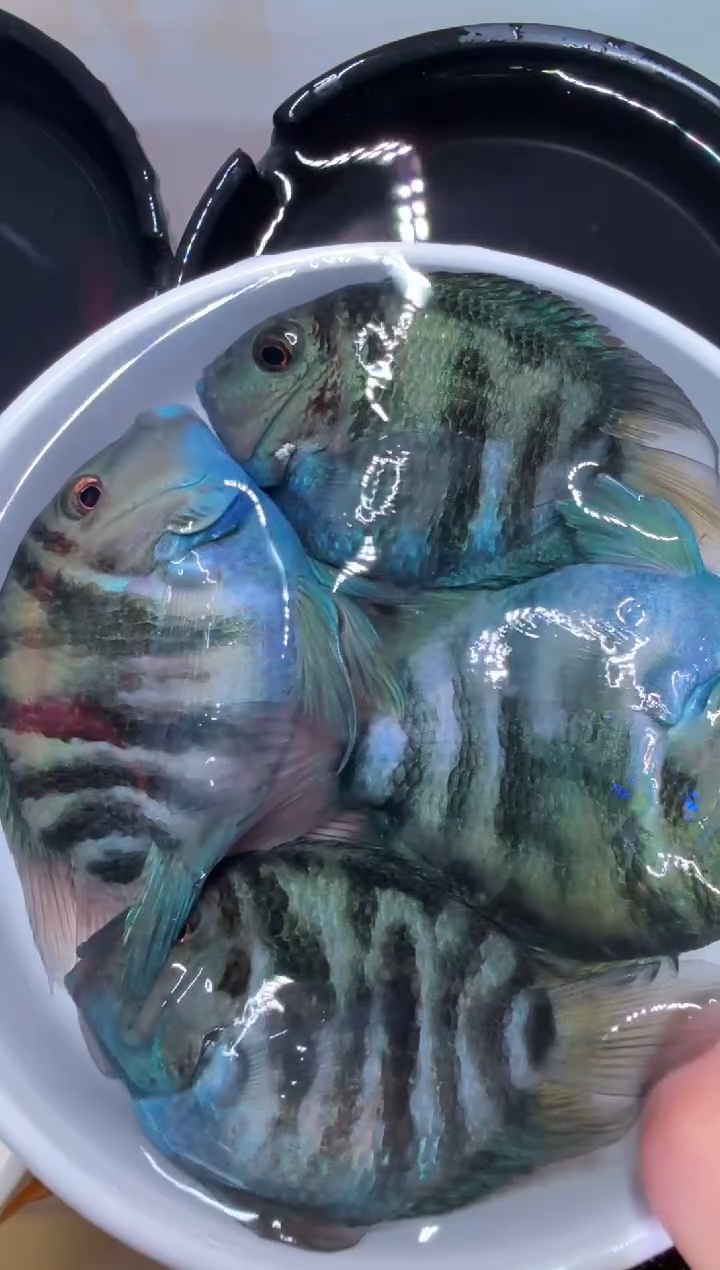 鹦鹉鱼2对宝蓝   
