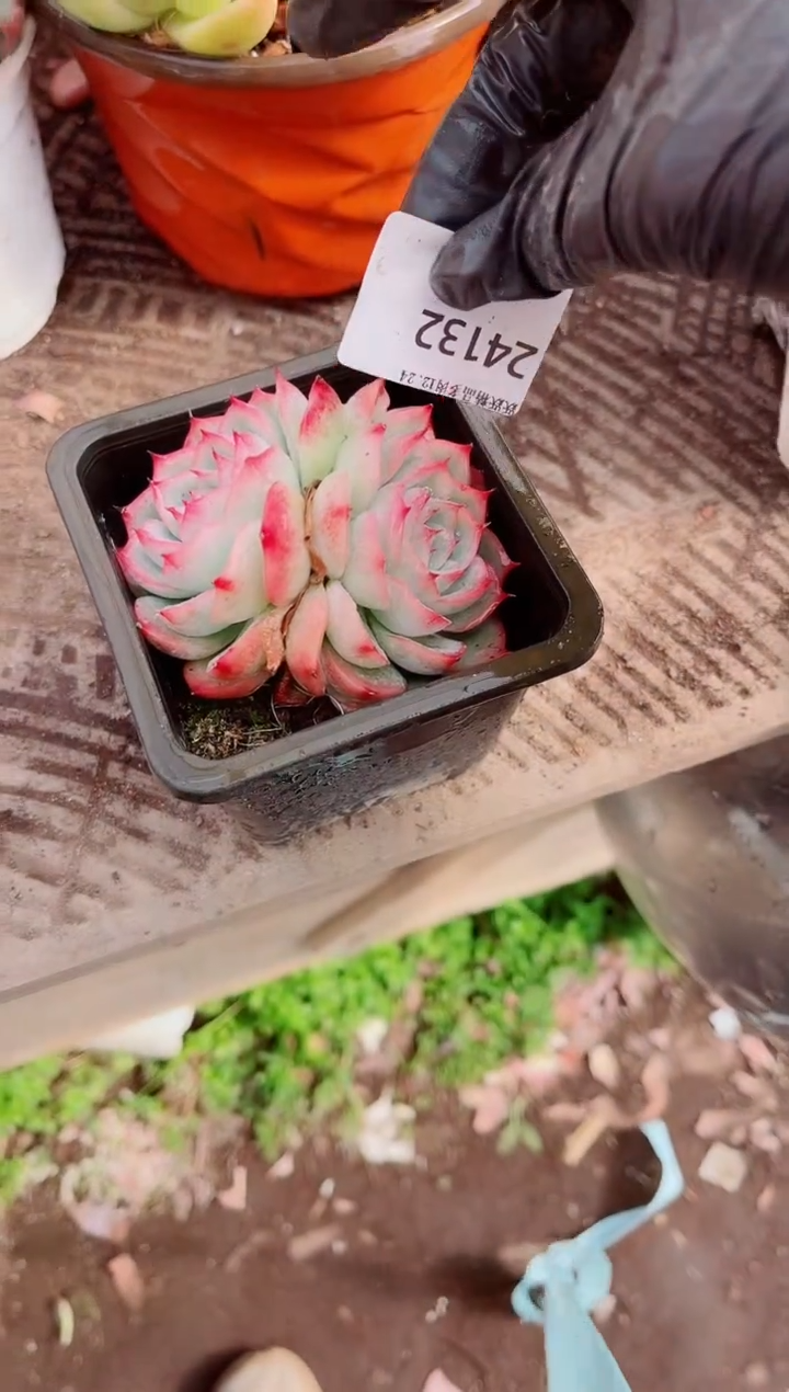 夏**风跃跃精品多肉24132