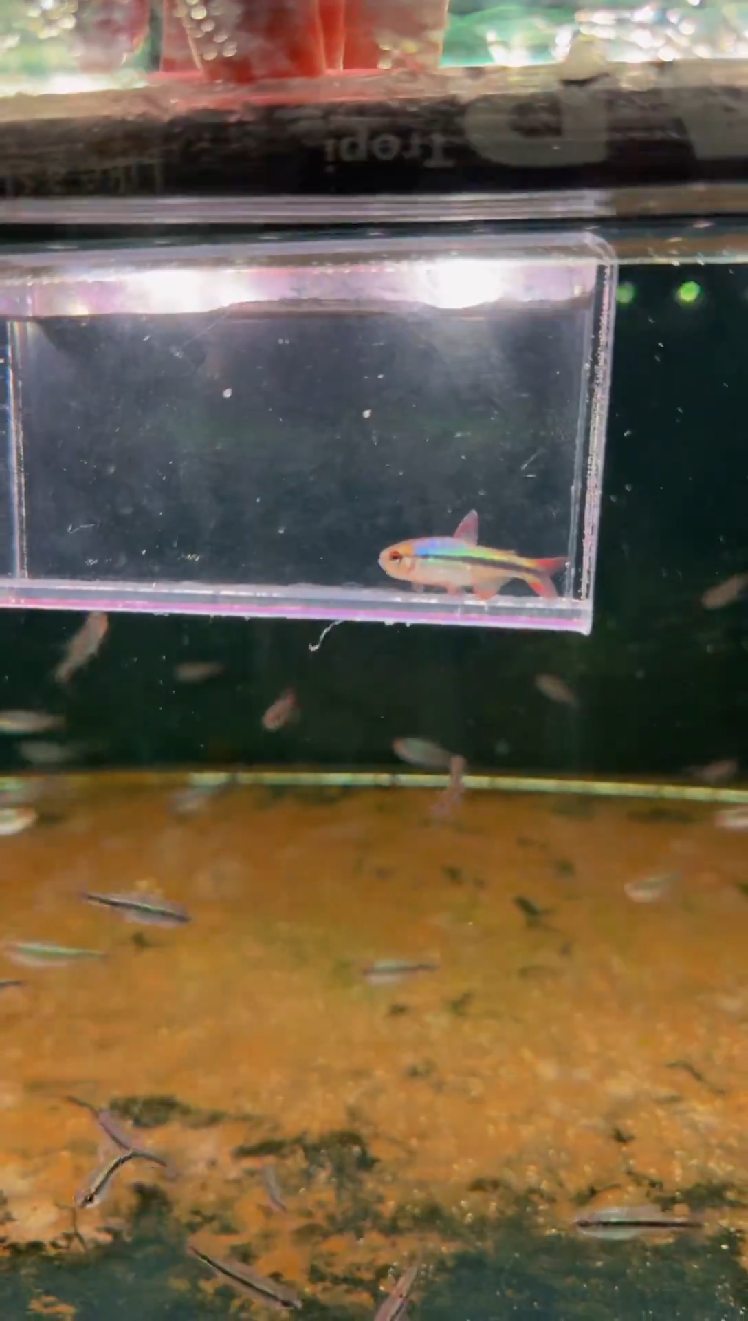 灯科鱼皇室青魔鬼*1