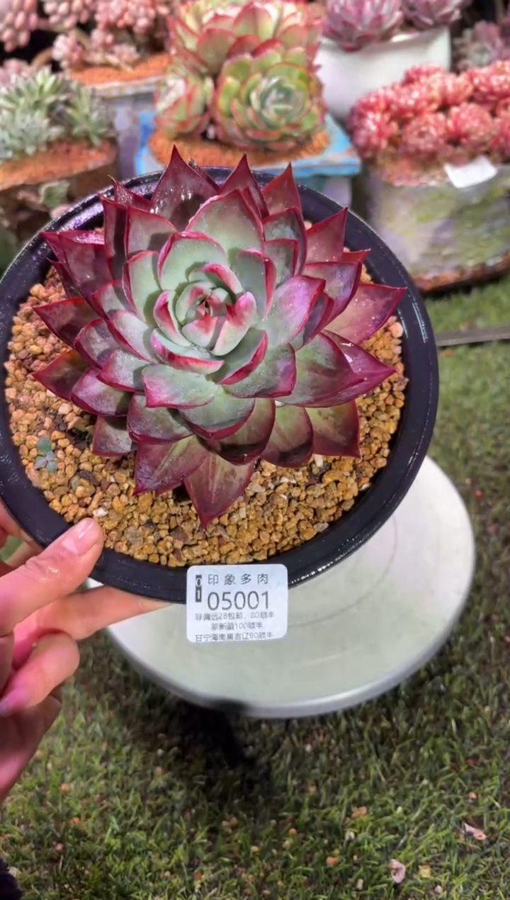 【闪购商品】05001