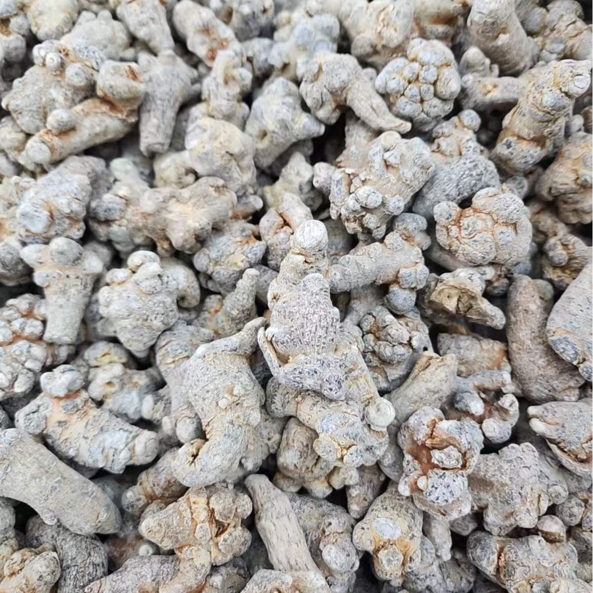 小梁村官推荐文山特产林下仿野种植三七