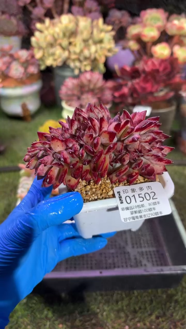 【闪购商品】01502