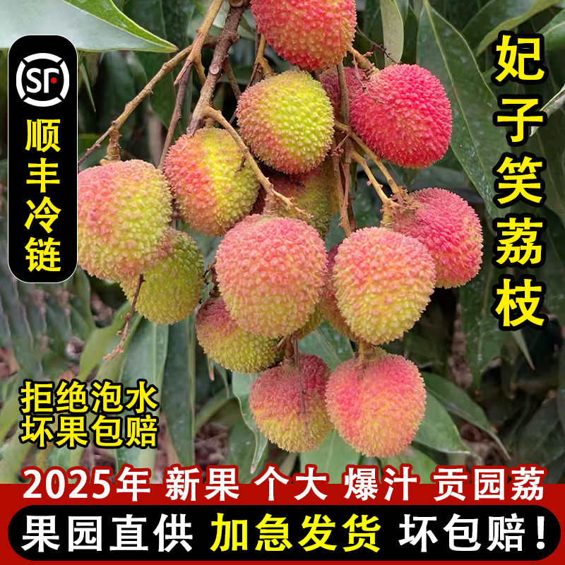 现货高州贡园荔枝新鲜妃子笑当季现摘顺丰冷链包邮个大农家自种