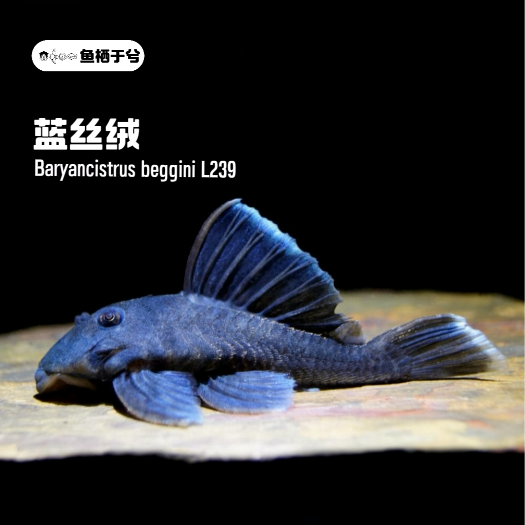 1鱼栖于兮 蓝丝绒异型鱼L239南美鱼热带鱼