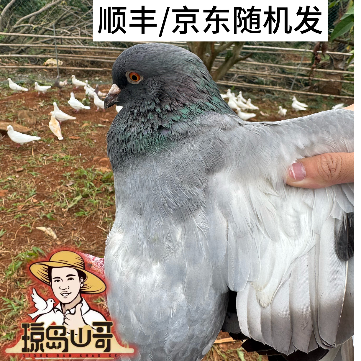 [混搭3只装]1只3年老鸽+2只45天放飞鸽农家散养当天现宰现发