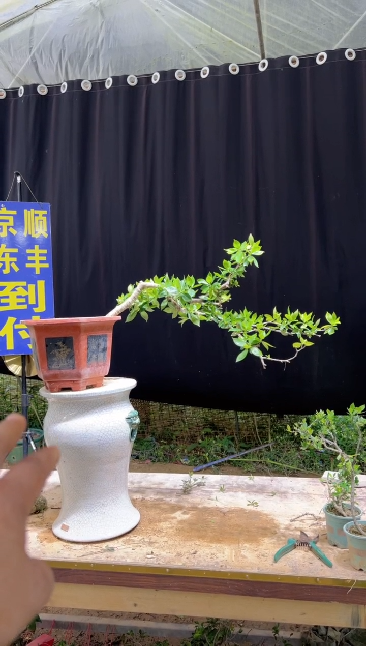 当前无花朵，栽培后可花朵用****6海岛栀子花
