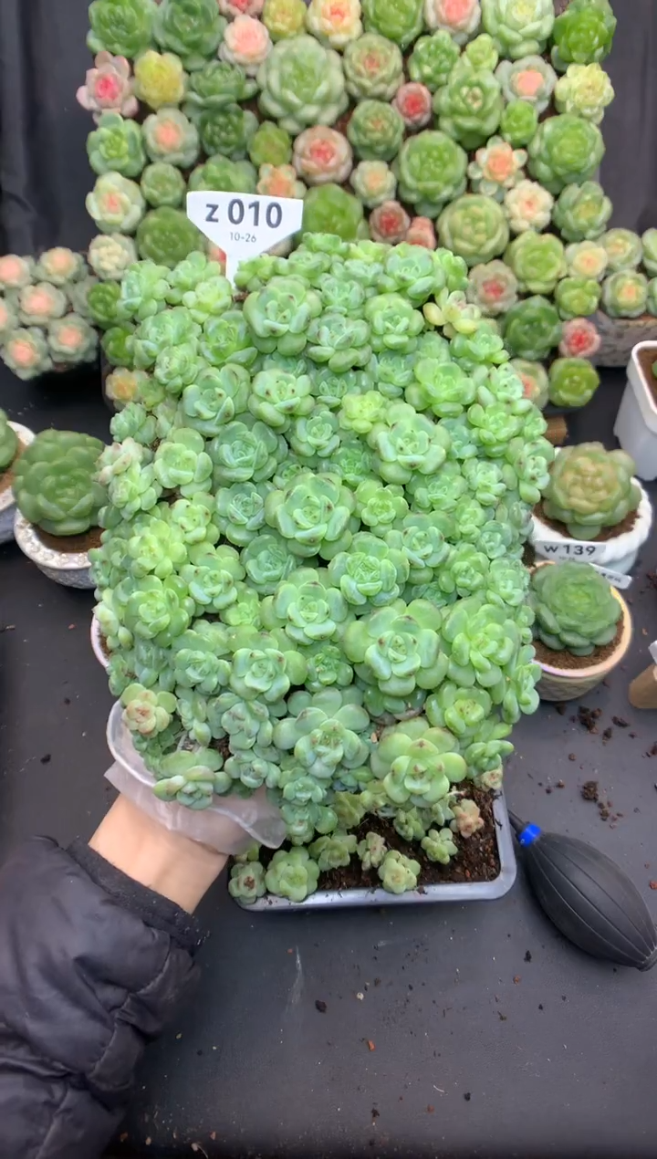 z010 大海老师专拍 叶插遥遥小苗 一盒 1280 