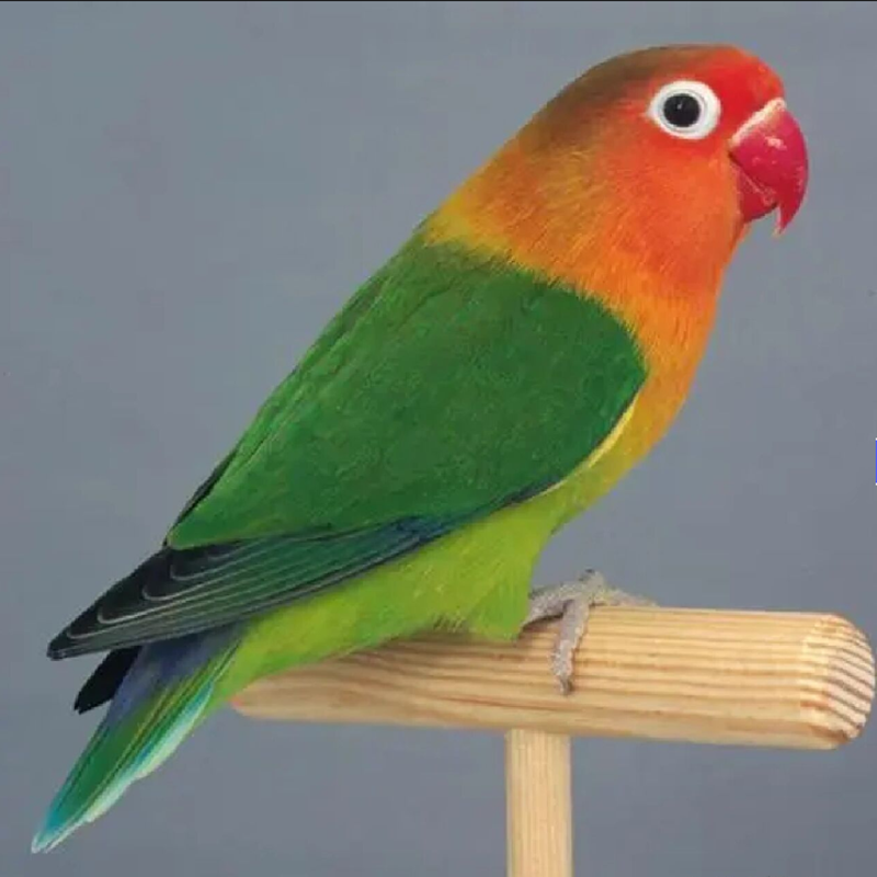 牡丹鹦鹉活体爱情鸟可直播间挑选易养宠物鸟绿桃牡丹黄桃鹦鹉带标