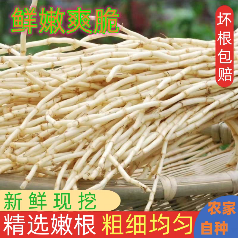 湖南湘西鱼腥草新鲜嫩根折耳根现挖新鲜天然原味节节根农家特色
