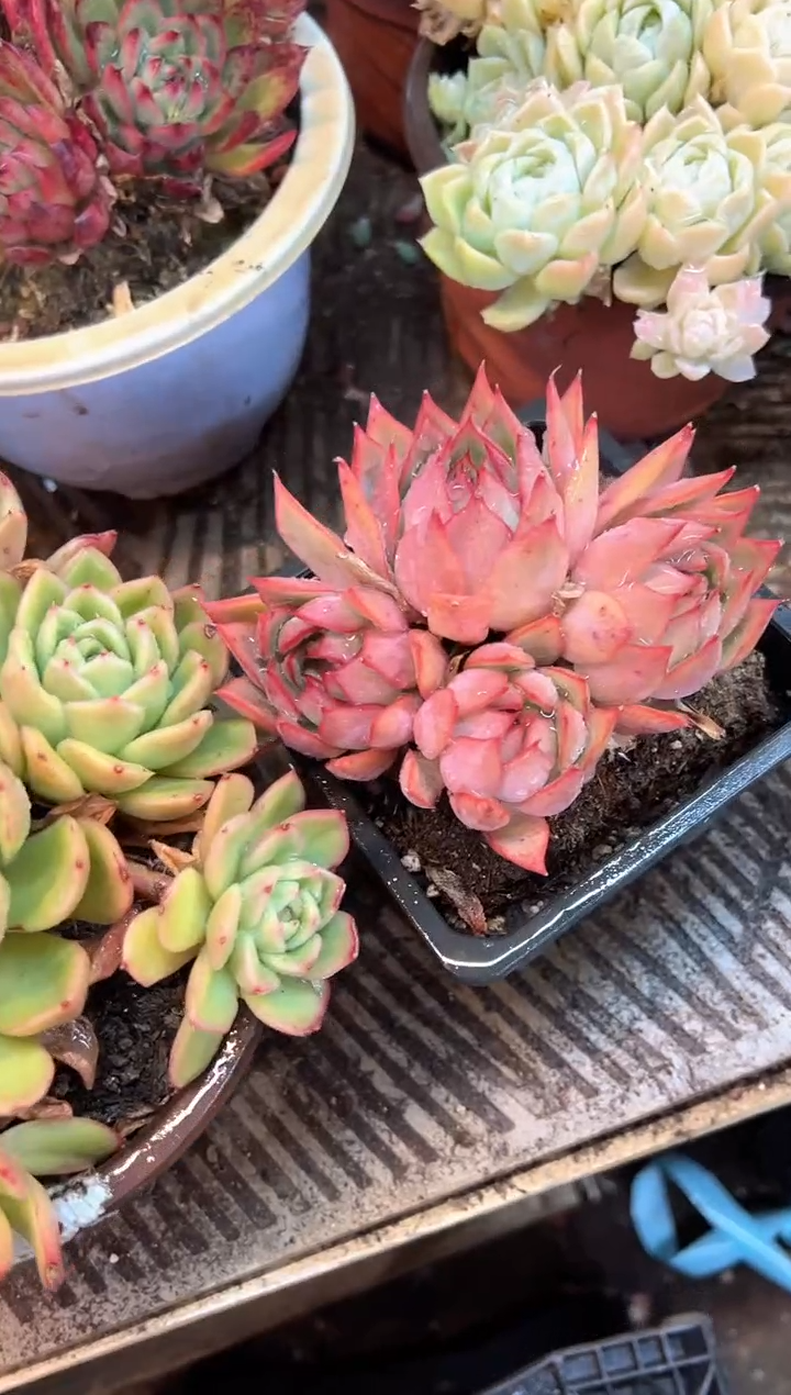 玥***6多肉植物一物一拍29404