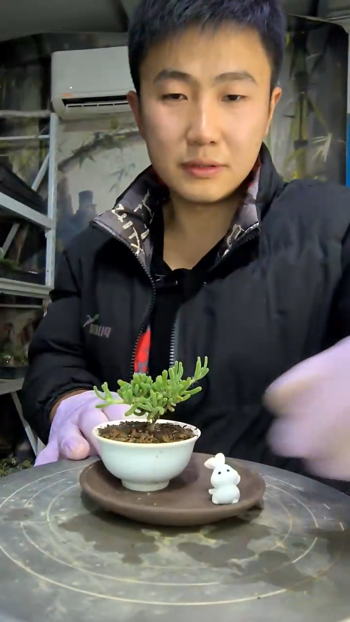 一**辰中青园艺一物一拍花269