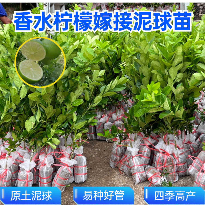 广东香水柠檬嫁接苗台湾香水希提青柠尤力克柠檬正品嫁接果树果苗