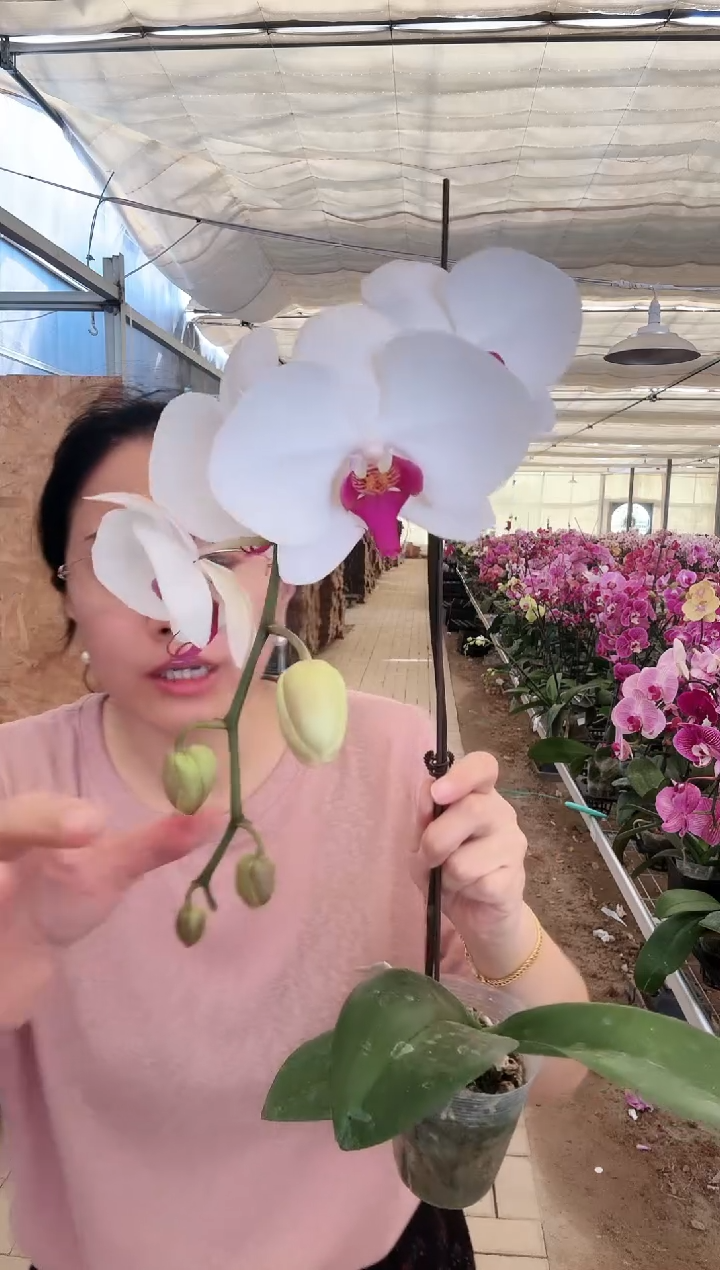 大部分花苞少量开放fx027 超仙白花红心