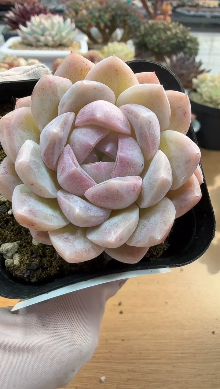 东云多肉园二店-147