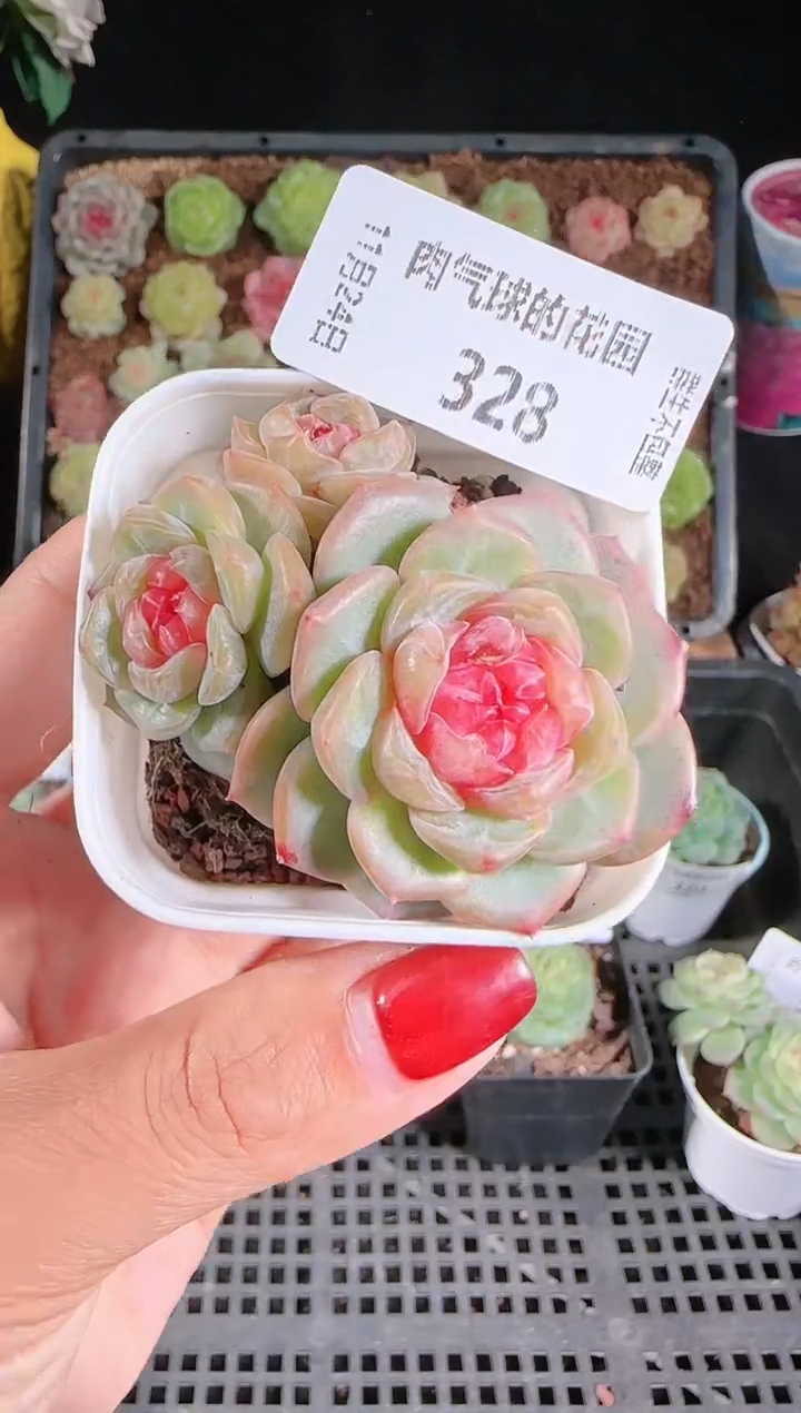 1124-328舒月群生不包整