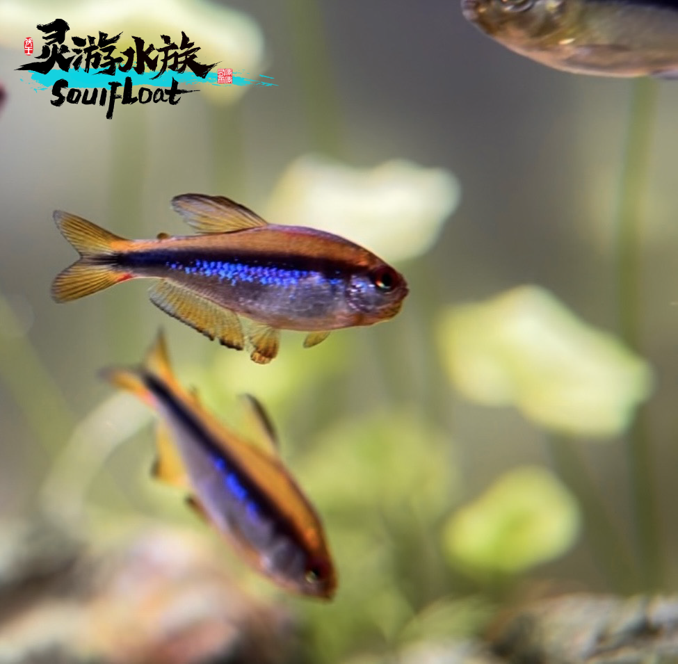 烈焰蓝宝石1条（不包损）