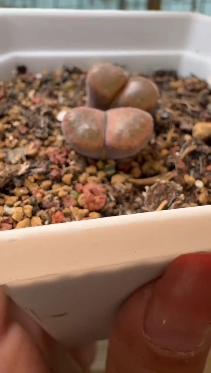 宽****肉27-171多肉植物肉锥