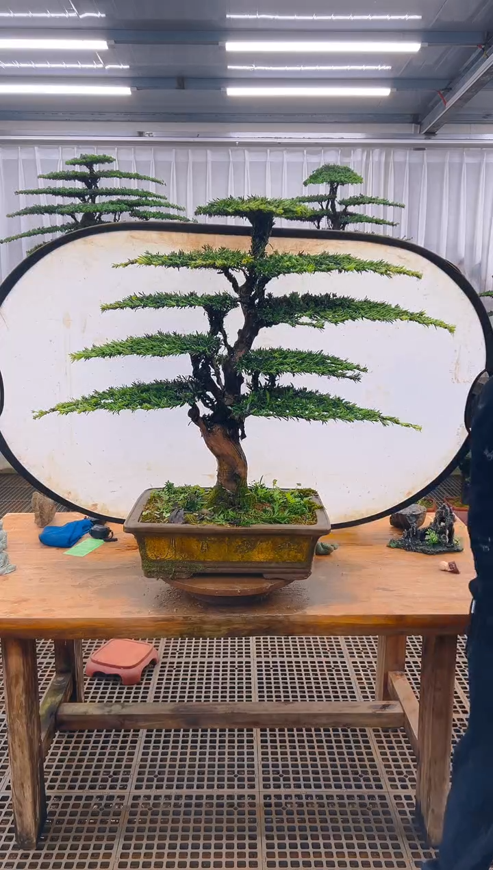 无花朵山****程精品盆景直播间一物一拍