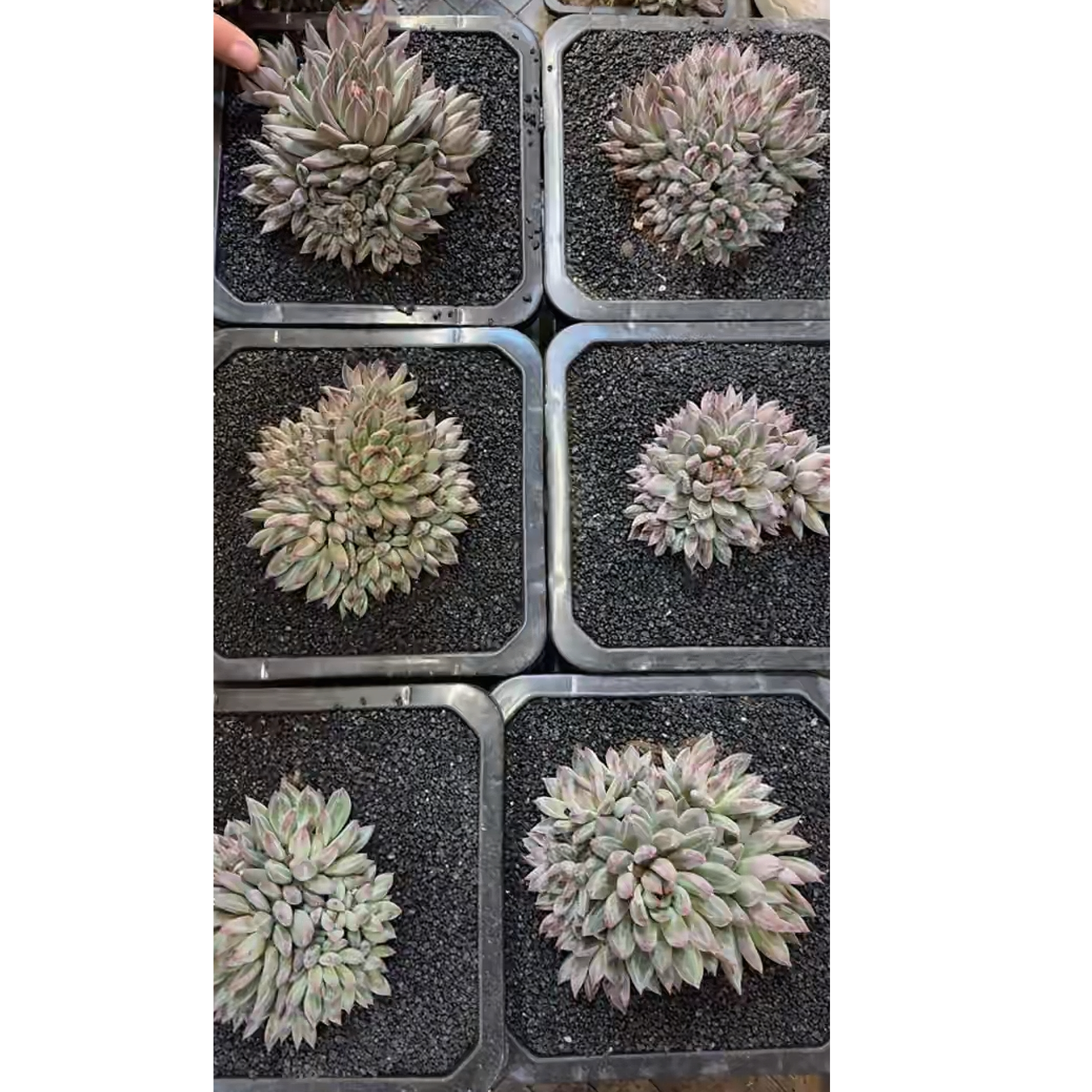 植迷园艺多肉植物1月4日芬兰之夜潜力股