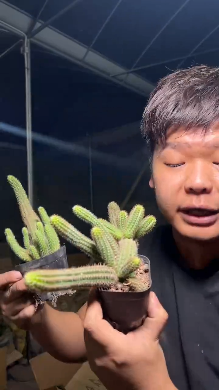 2颗 多头 特鲁迪 白檀【带根】