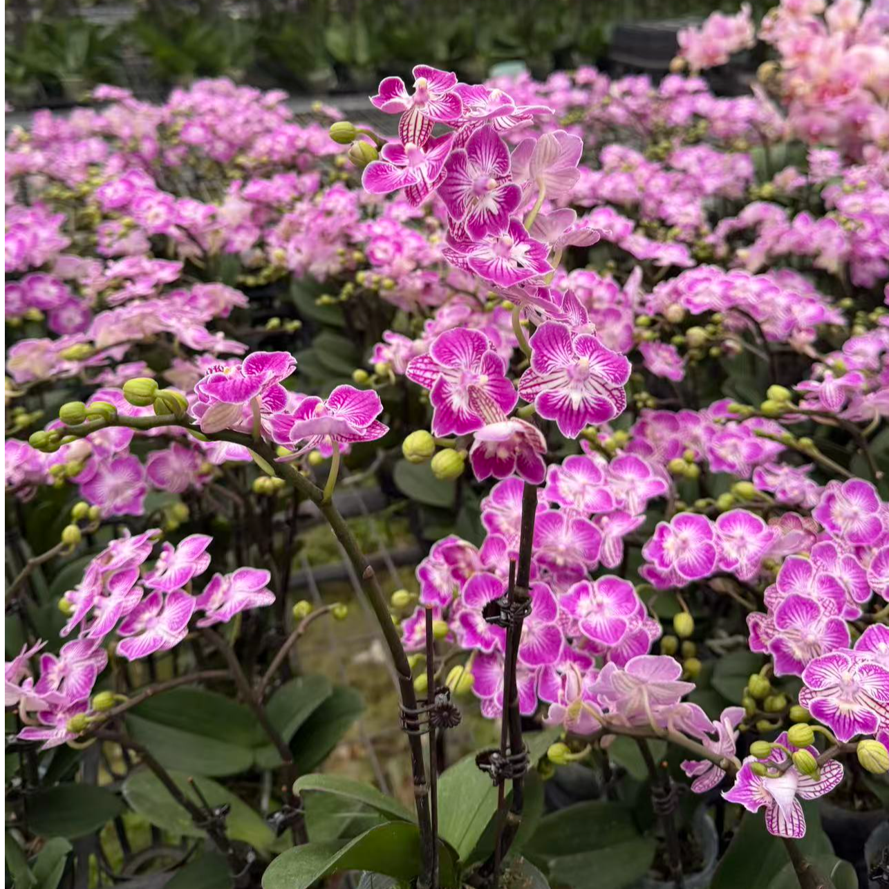 蝴蝶兰【绚丽】室内花卉带花朵带花苞单株双梗
