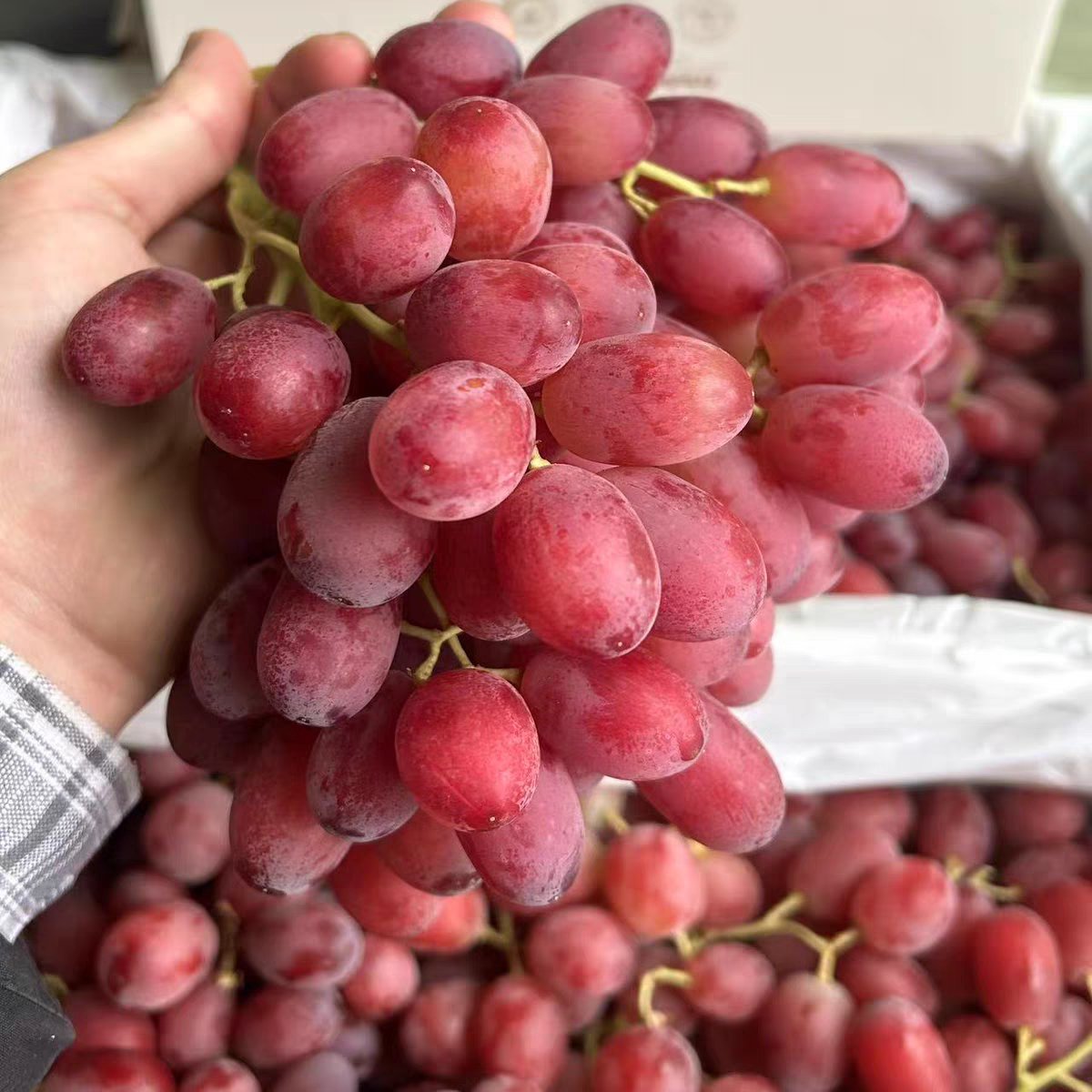 【达吾水果】无籽红提4斤特惠尝鲜装(同城骑手配送)提子四川省