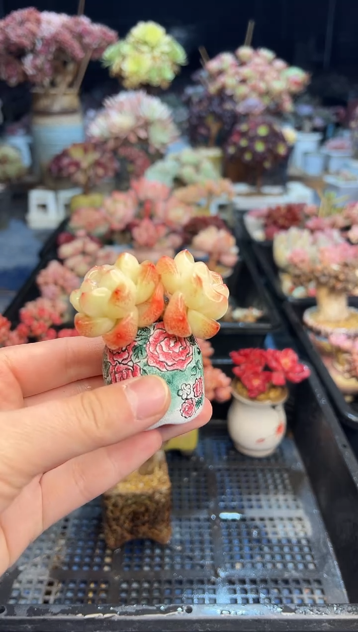 【闪购商品】344带盆