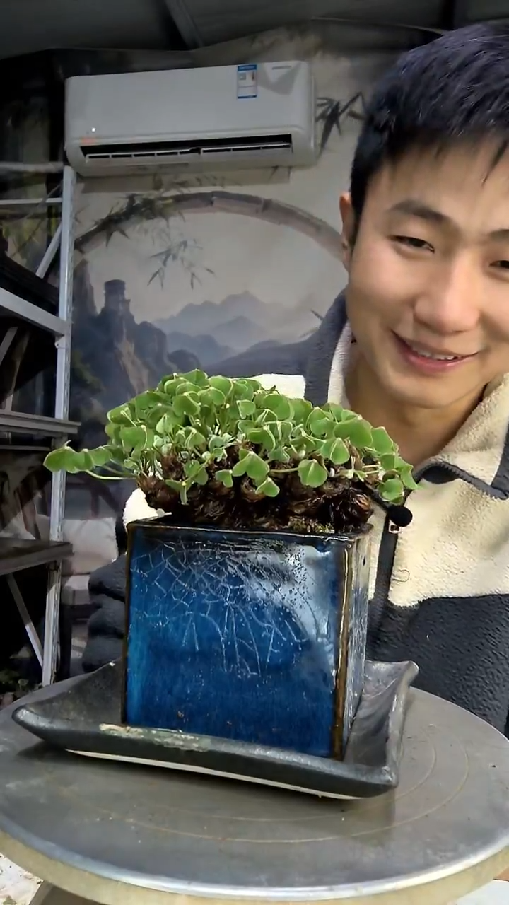 家**宝中青园艺一物一拍花426