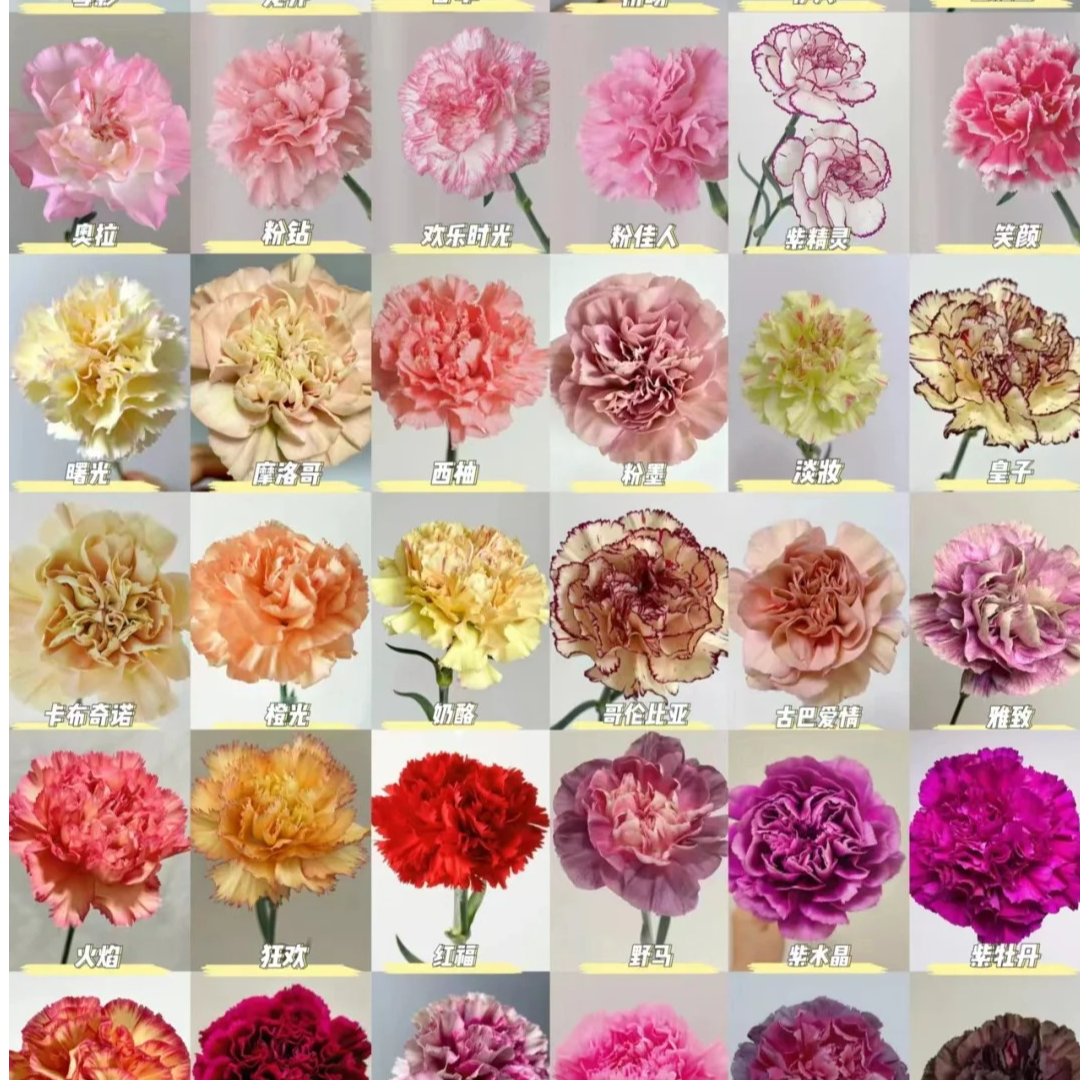 【两个老六卖花】万能单头康乃馨任意2单鲜花包邮 发货后不支持退款