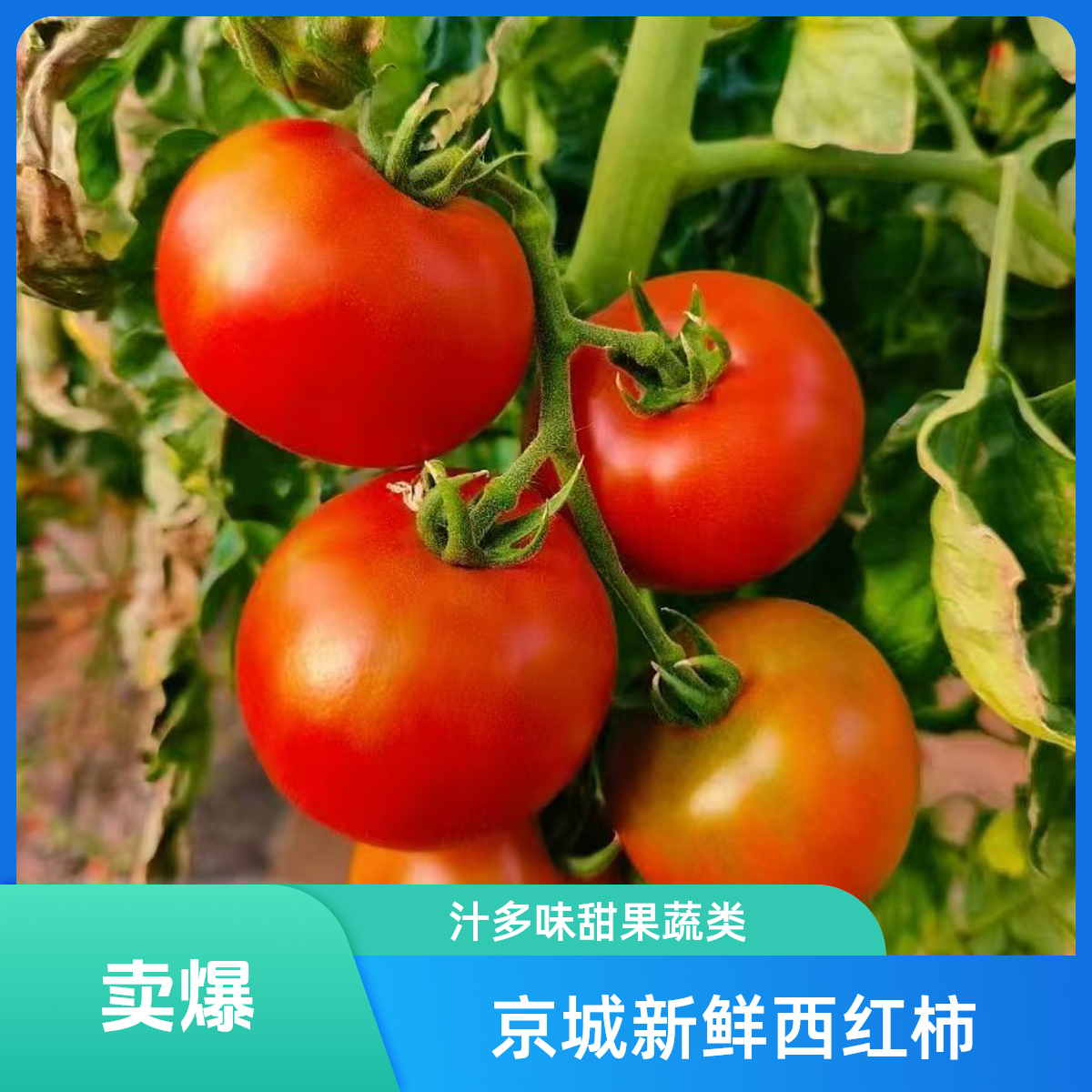 水果西红柿水果西红柿北京市北京市北京市