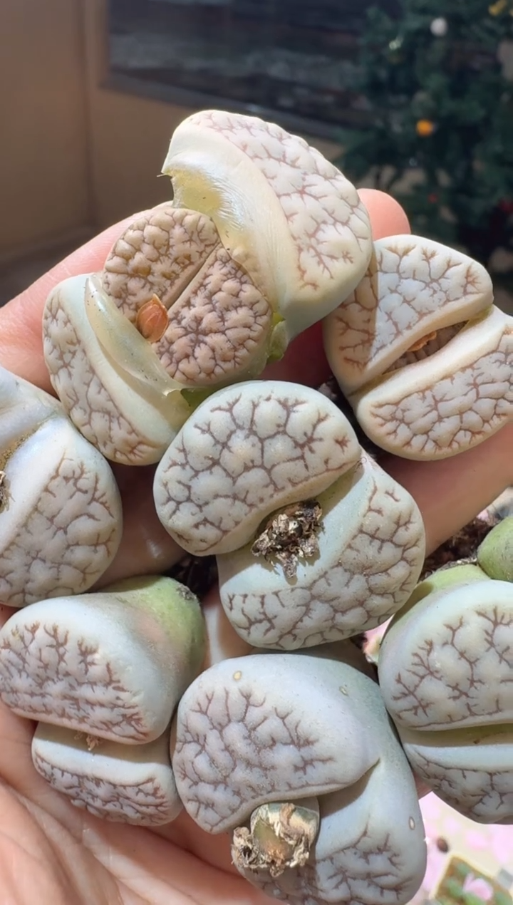 191多肉植物肉锥189一颗