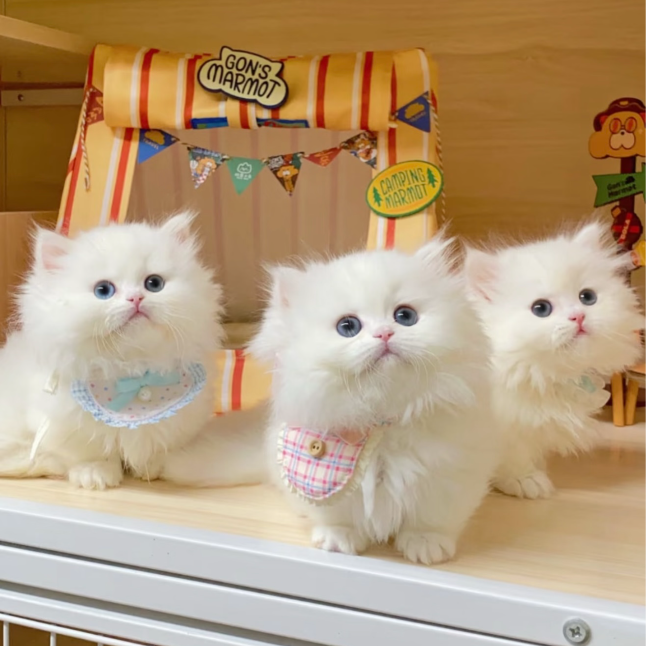 小蒋的猫咪，全场福利价，主城区当天下单当天到