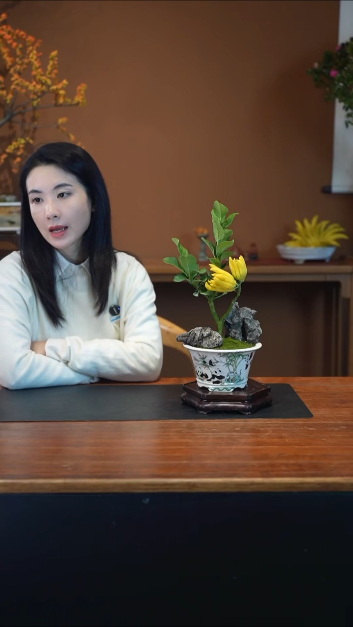 全部花朵佛手盆景盆景盆景