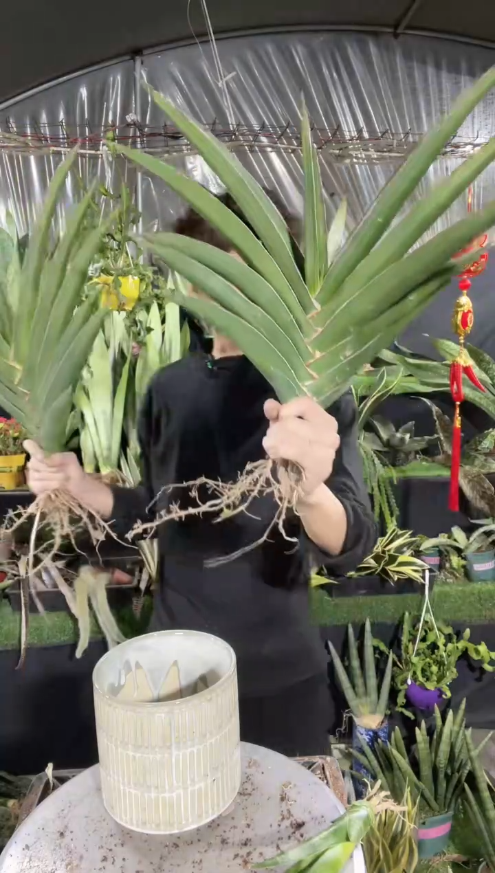 【闪购商品】玫瑰武士超大号68