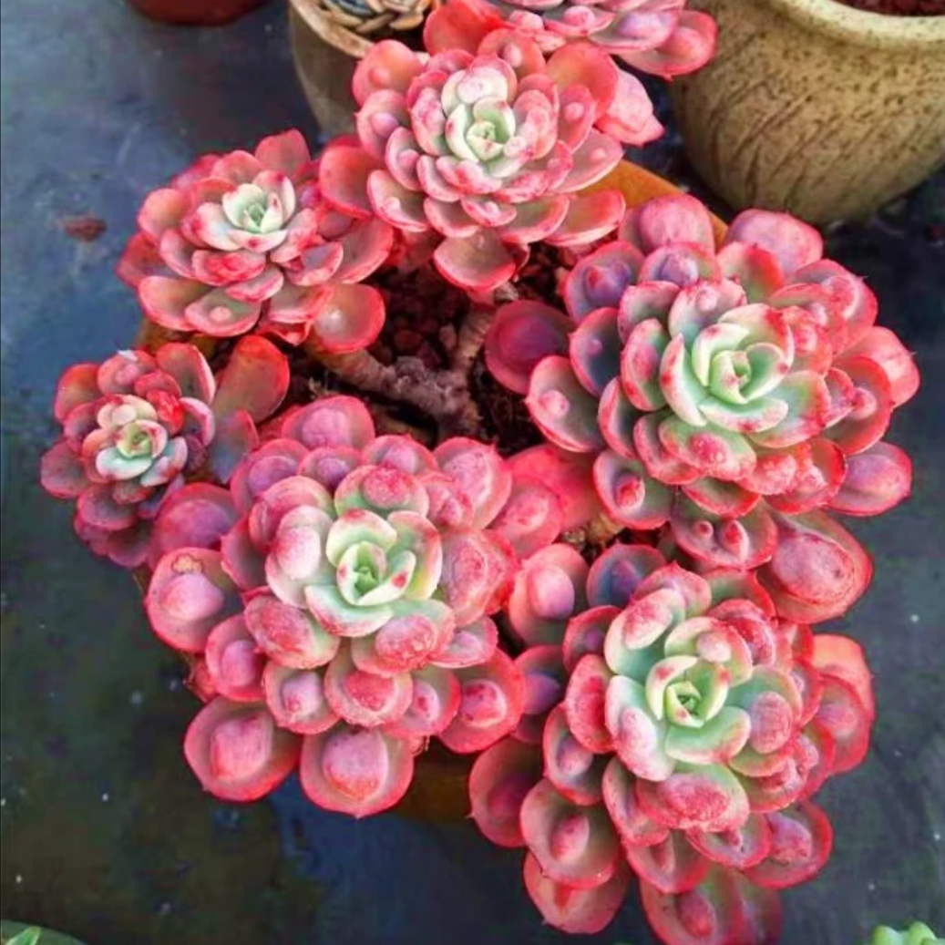 【鑫哥多肉】正版雨滴多肉植 全场多肉满两单送一颗满五单送两颗！！！