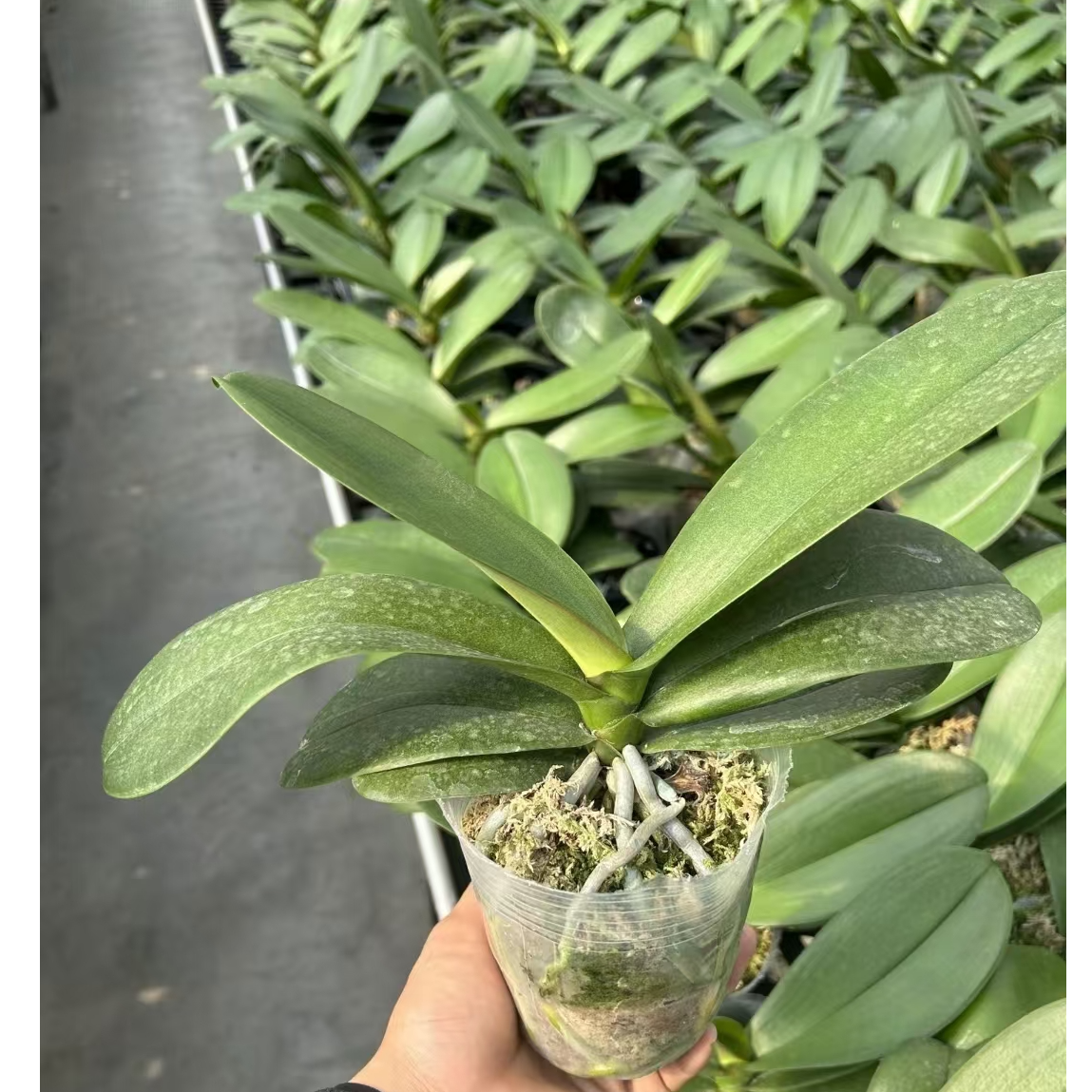 蝴蝶兰花后苗微瑕疵3棵，介意勿拍