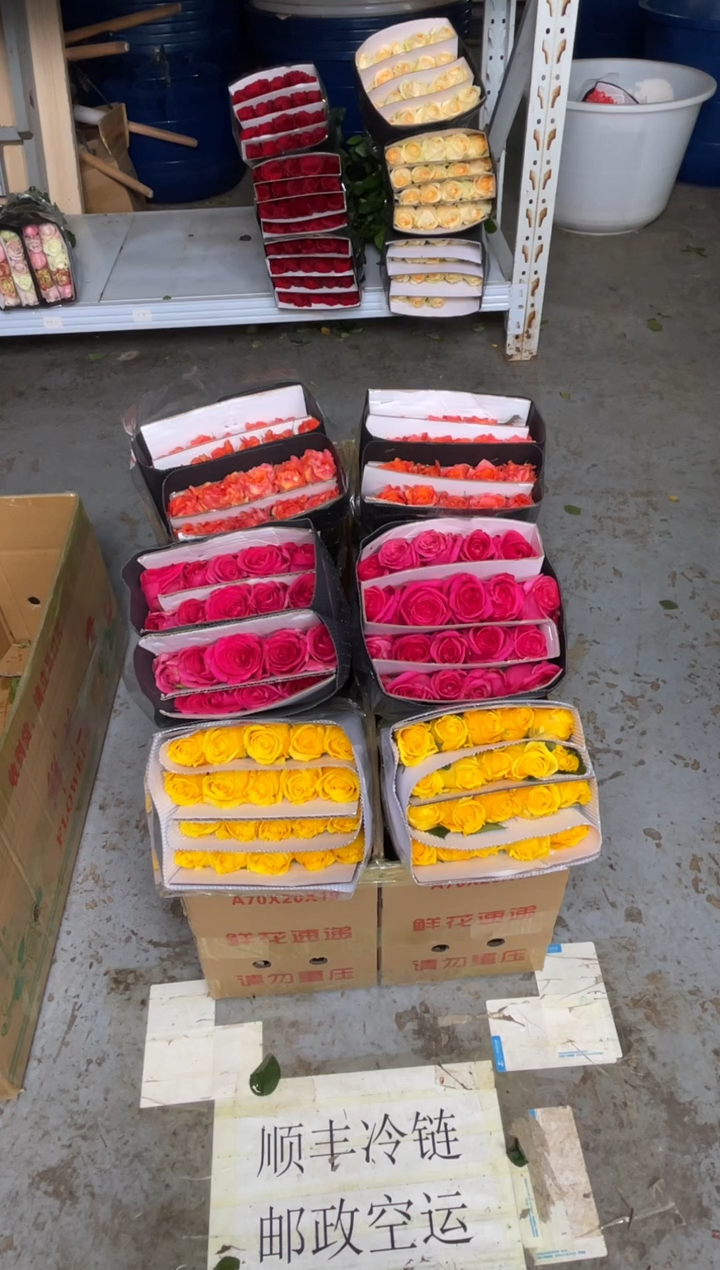 骄傲2扎+佛洛依德1扎