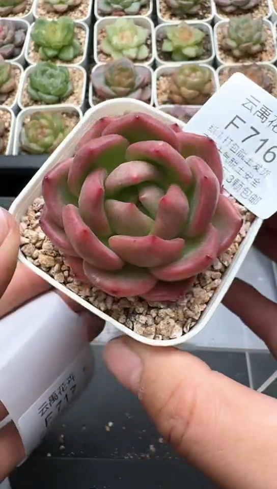 716F云禹多肉植物 默认脱土纸巾打包 3颗包邮