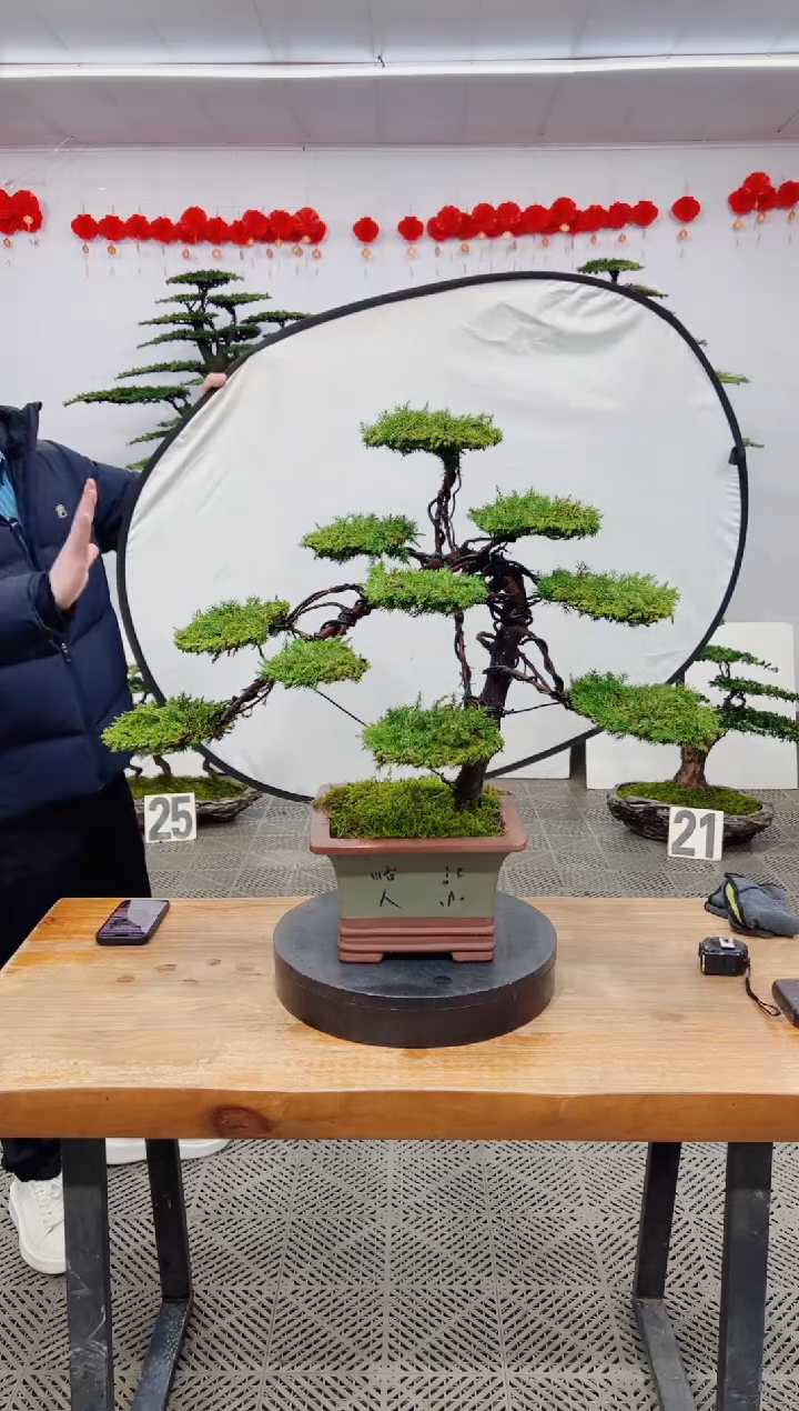 【闪购商品】盆景盆景