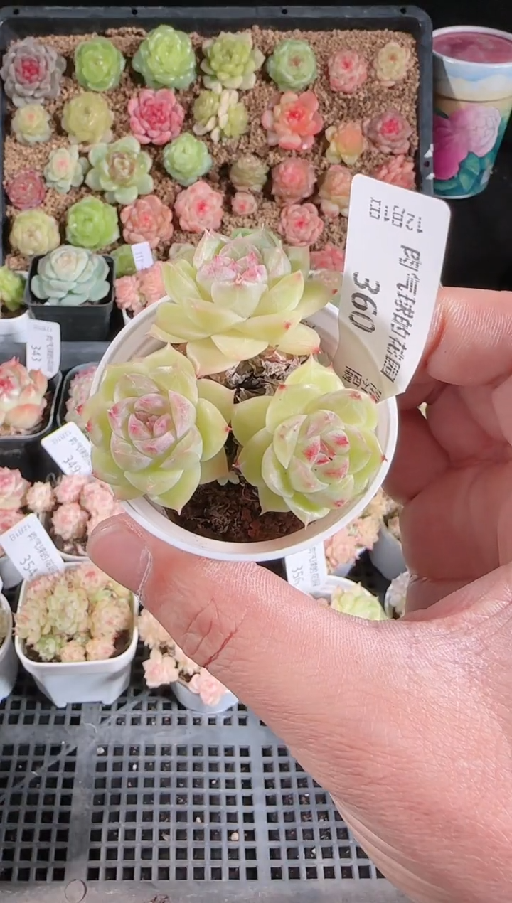  1201-360多肉群生不包整