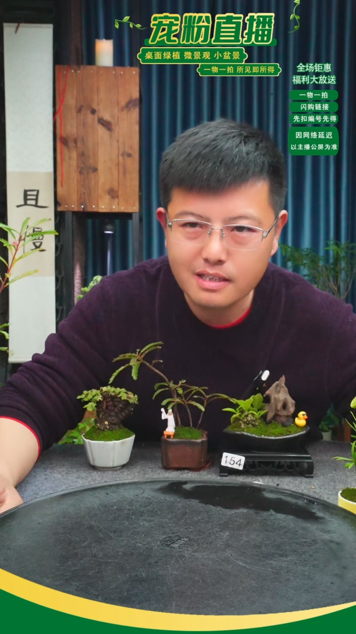 无花朵朱*哥苔藓微景观154号