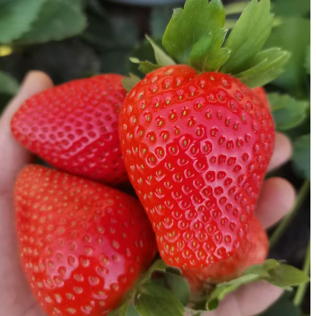 【省外】刘家峡草莓3斤现采现发顺丰包邮