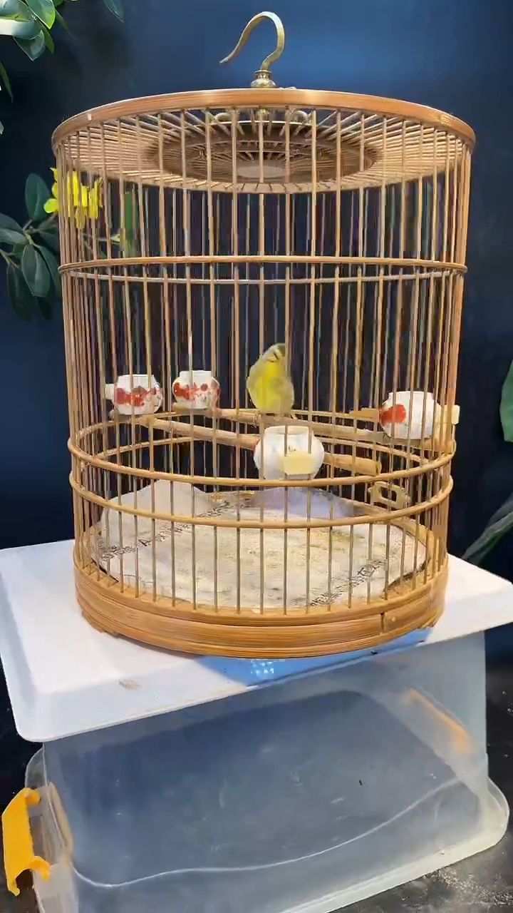 18号  金青养笼  0元起拍