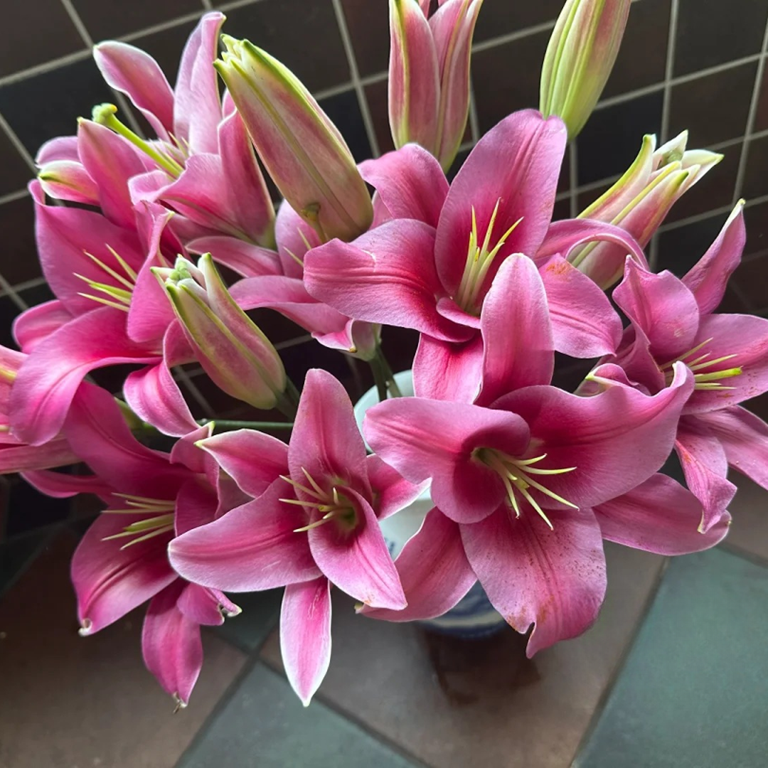 【源头优选】纯情香水百合花云南直发鲜花家居水养插花鲜切花