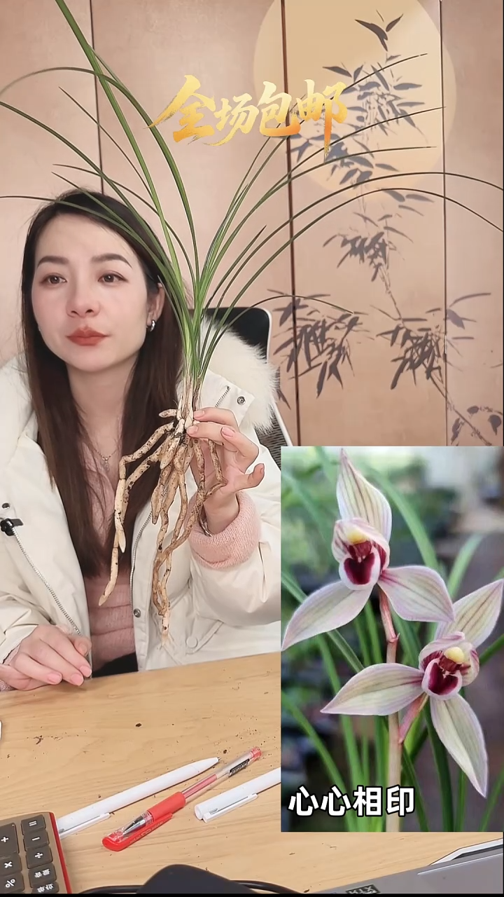 当前无花栽培后可以开花：心心相印